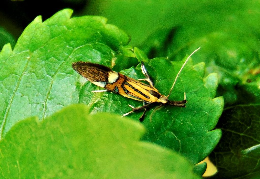 Farfalla da id: Alabonia geoffrella - Oecophoridae