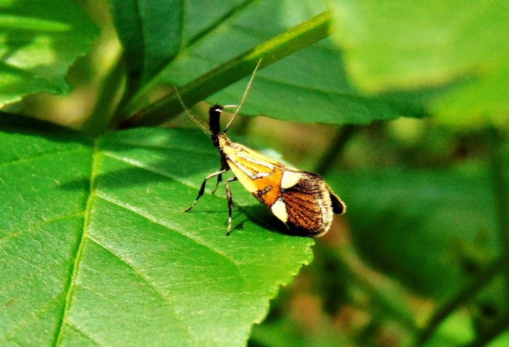 Farfalla da id: Alabonia geoffrella - Oecophoridae