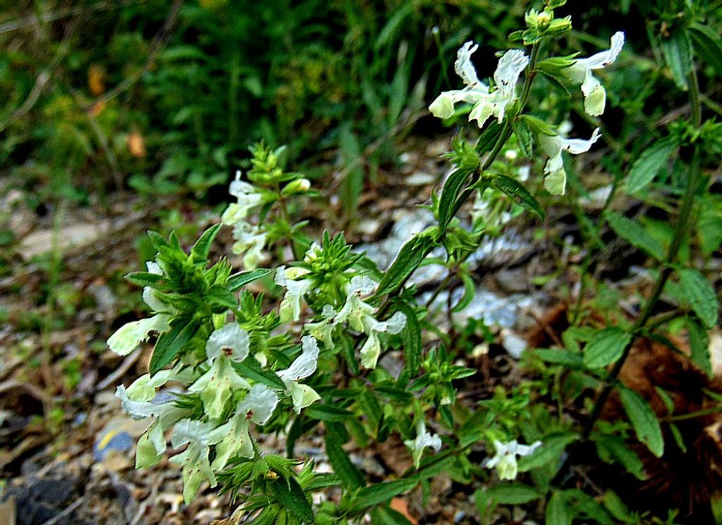 Stachys annua (Lamiaceae)