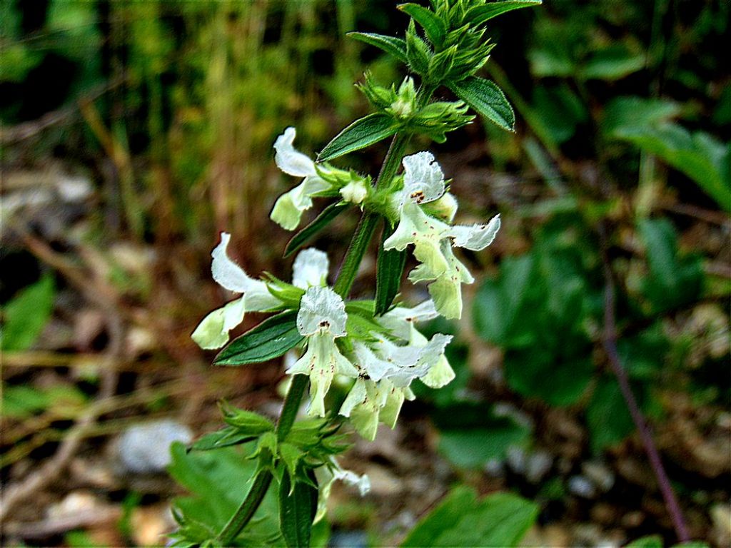 Stachys annua (Lamiaceae)