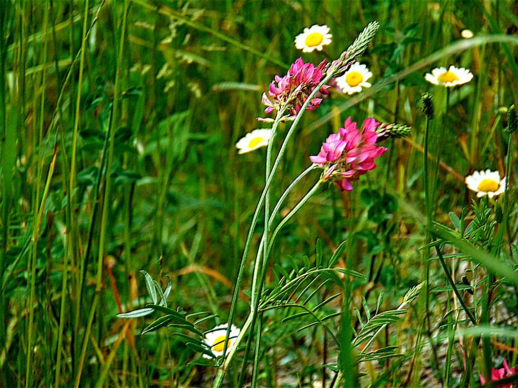 Onobrychis sp. (Fabaceae)