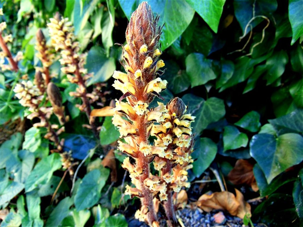 Orobanche hederae / Succiamele dell''edera