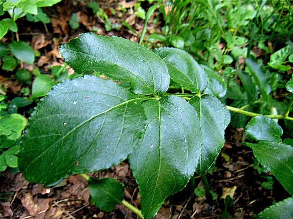 Dictamnus albus (Rutaceae)