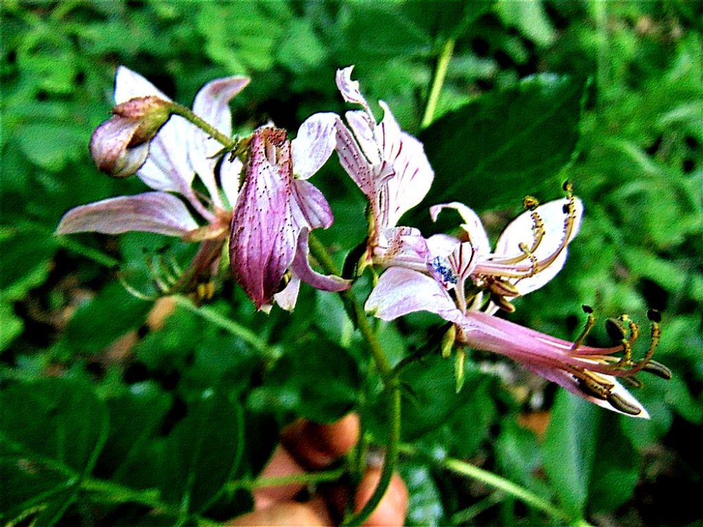 Dictamnus albus (Rutaceae)