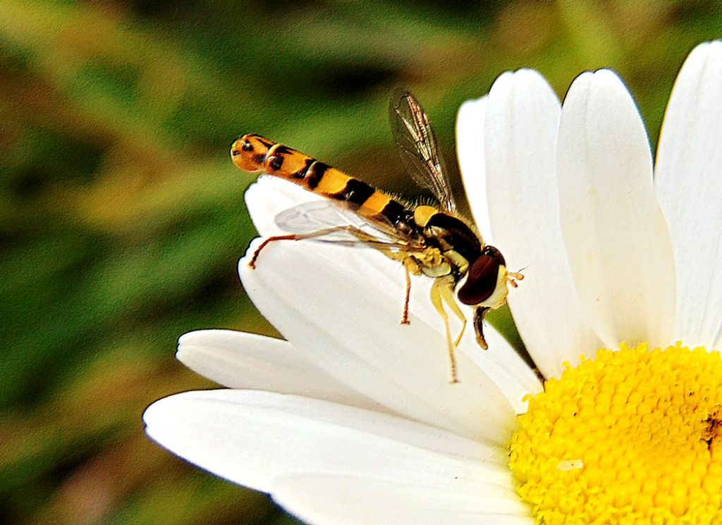 Sphaerophoria scripta (Syrphidae) maschio