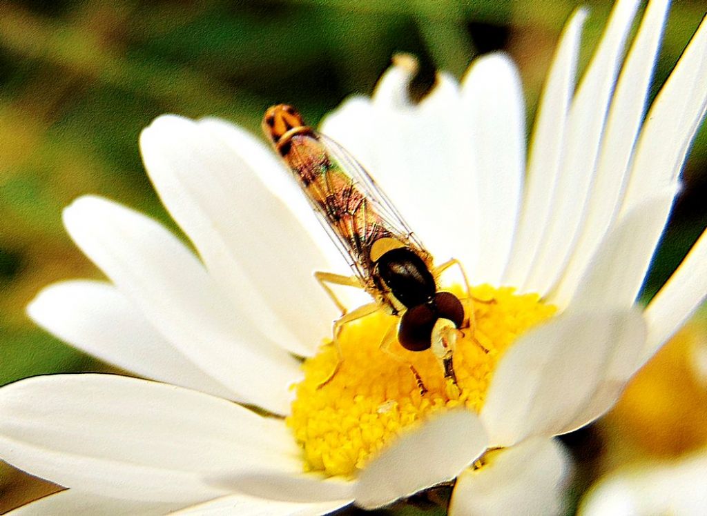 Sphaerophoria scripta (Syrphidae) maschio