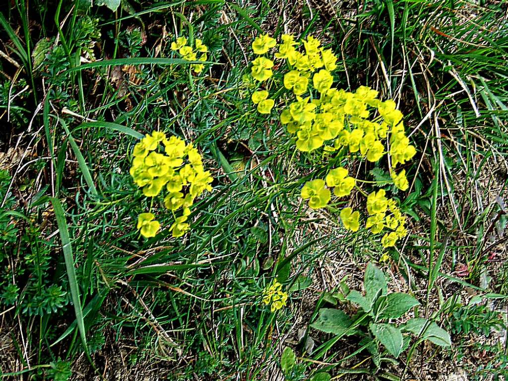 Euphorbia cyparissias (Euphorbiaceae)