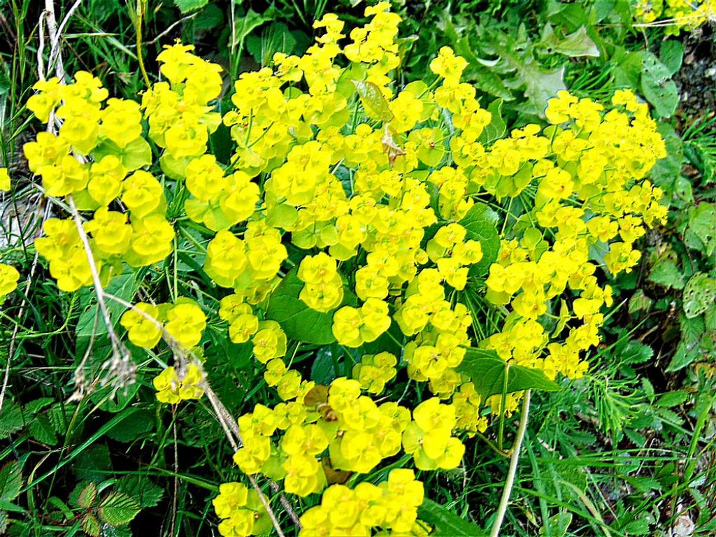 Euphorbia cyparissias (Euphorbiaceae)