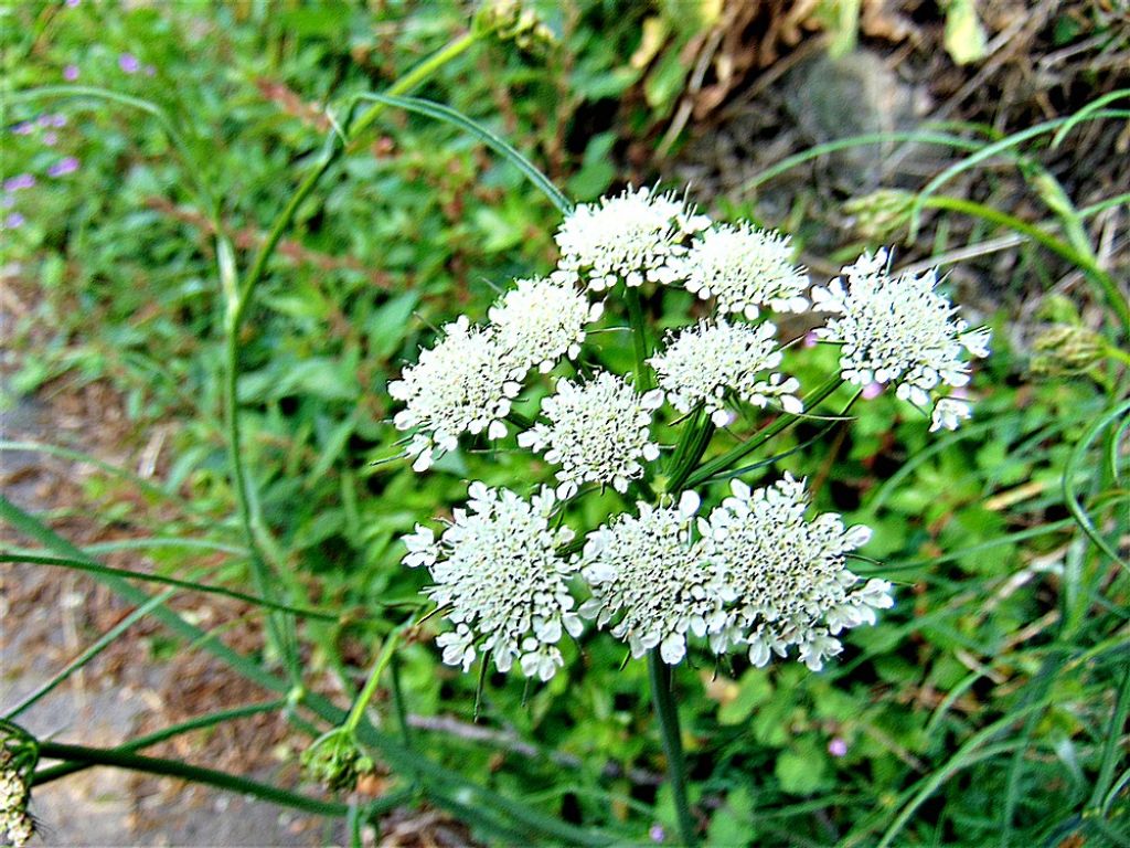 Oenanthe pimpinelloides / Finocchio acquatico comune