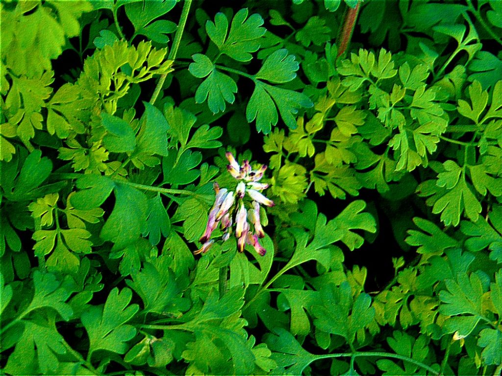 Fumaria sp. (Papaveraceae)