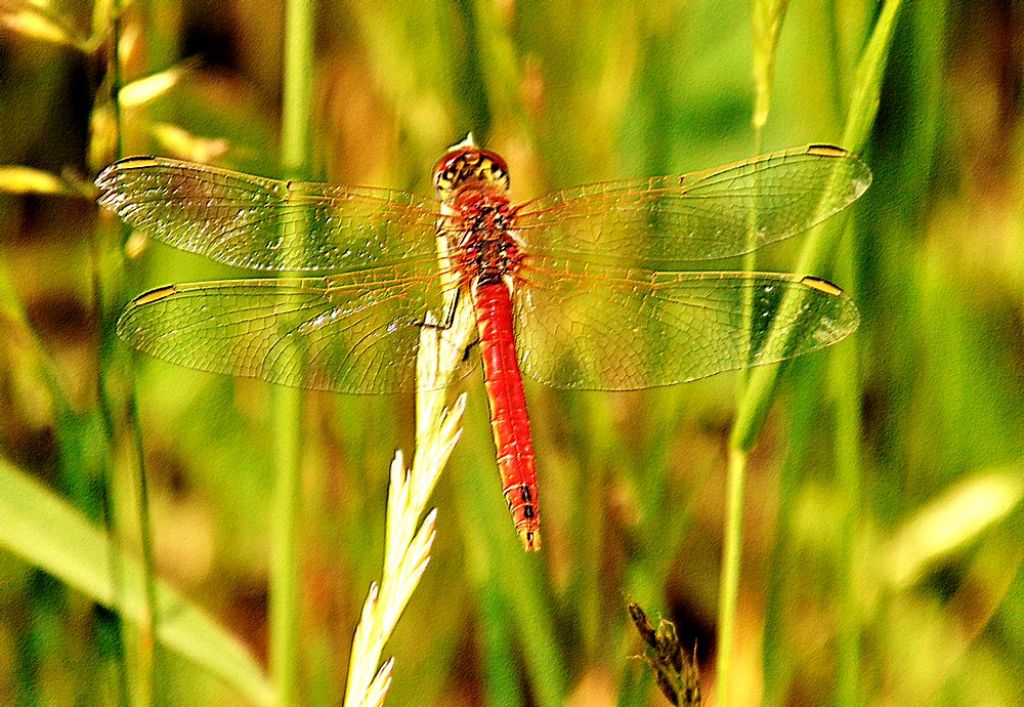 insetto da id: Sympetrum fonscolombii