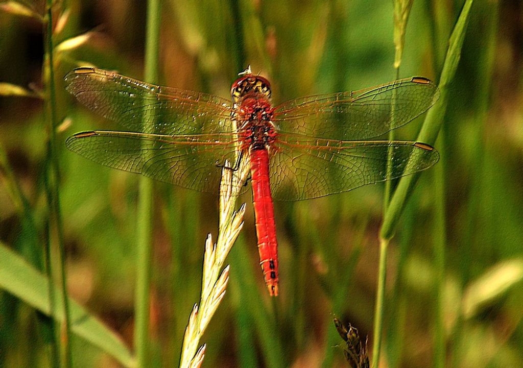 insetto da id: Sympetrum fonscolombii