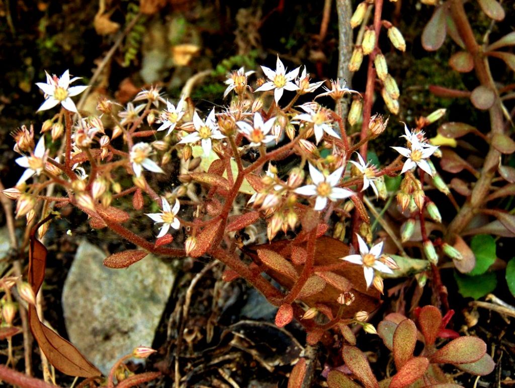 Sedum cepaea (Crassulaceae)