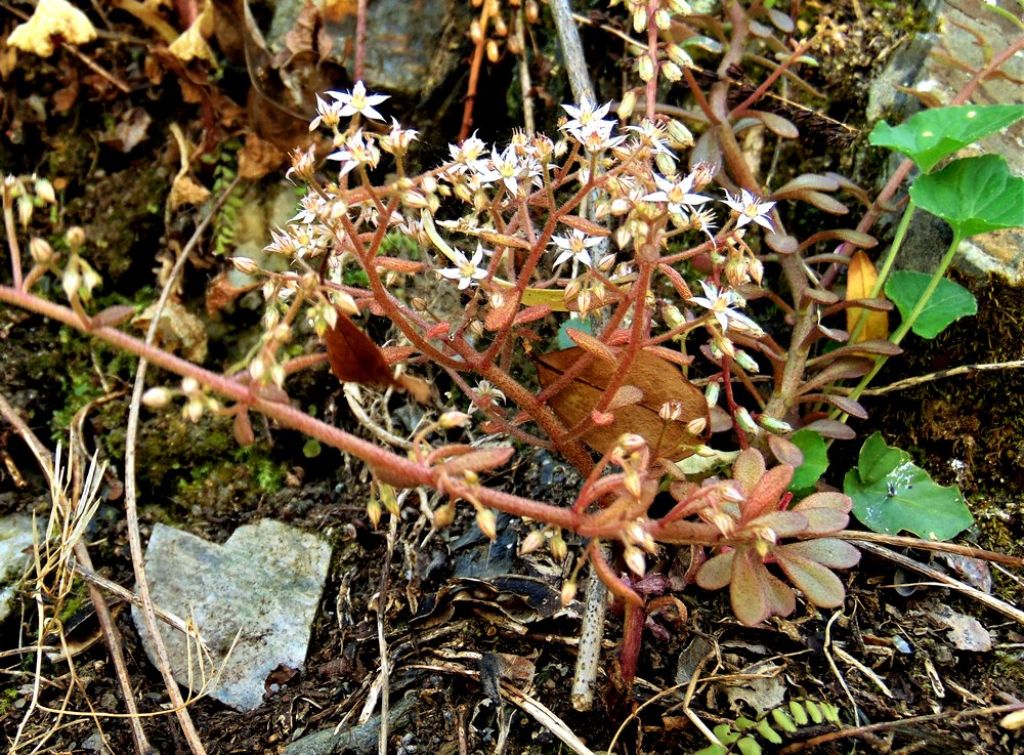 Sedum cepaea (Crassulaceae)