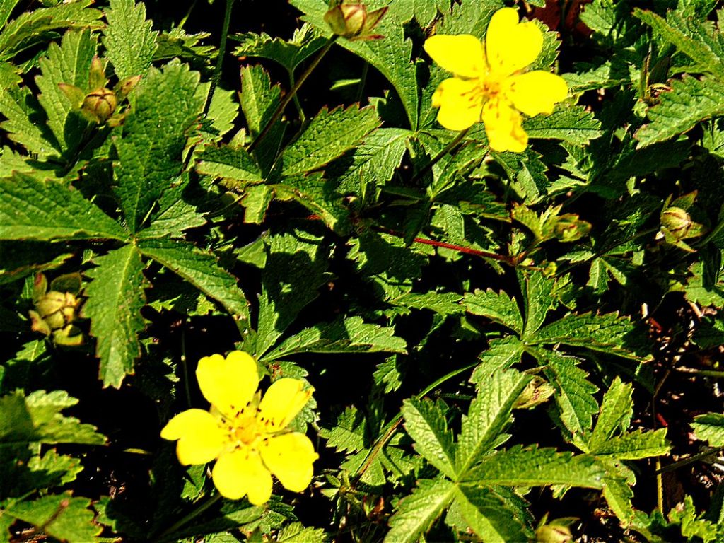 Potentilla reptans   (Rosaceae)