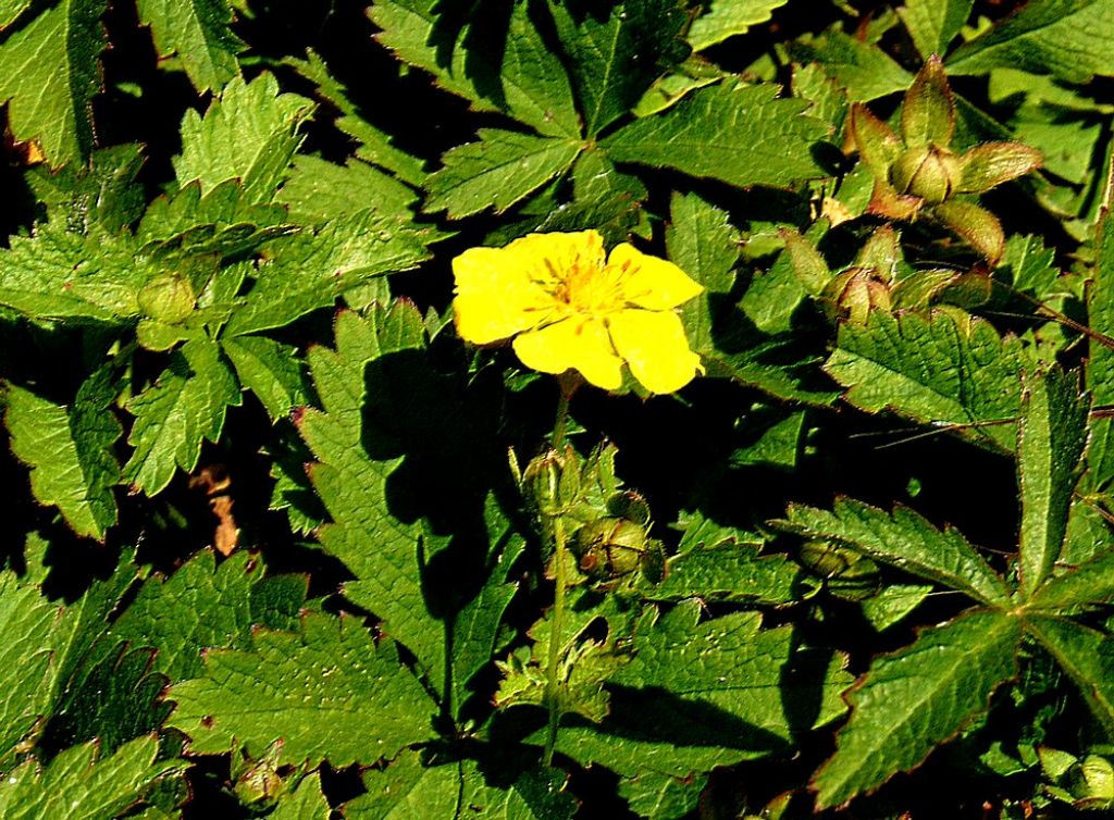 Potentilla reptans   (Rosaceae)