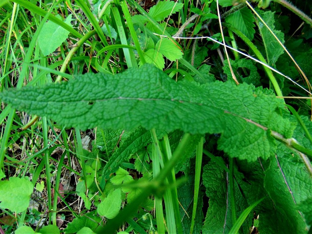 Salvia pratensis  (Lamiaceae)