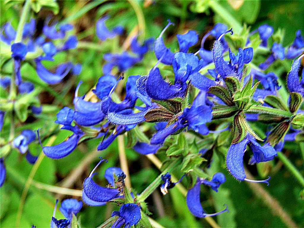 Salvia pratensis  (Lamiaceae)