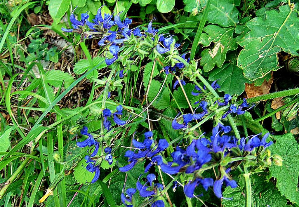 Salvia pratensis  (Lamiaceae)