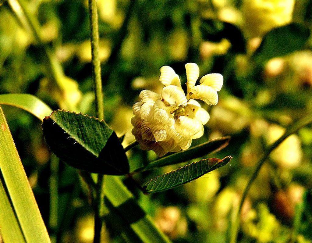 Trifolium campestre