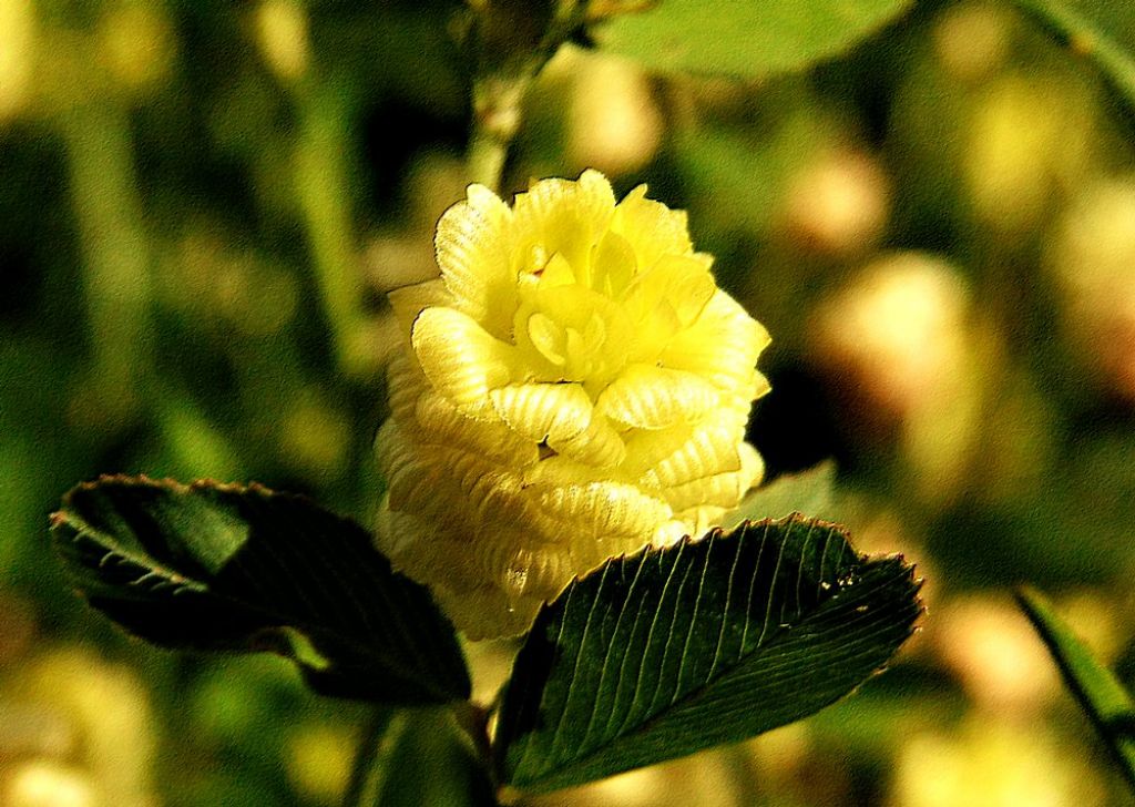 Trifolium campestre