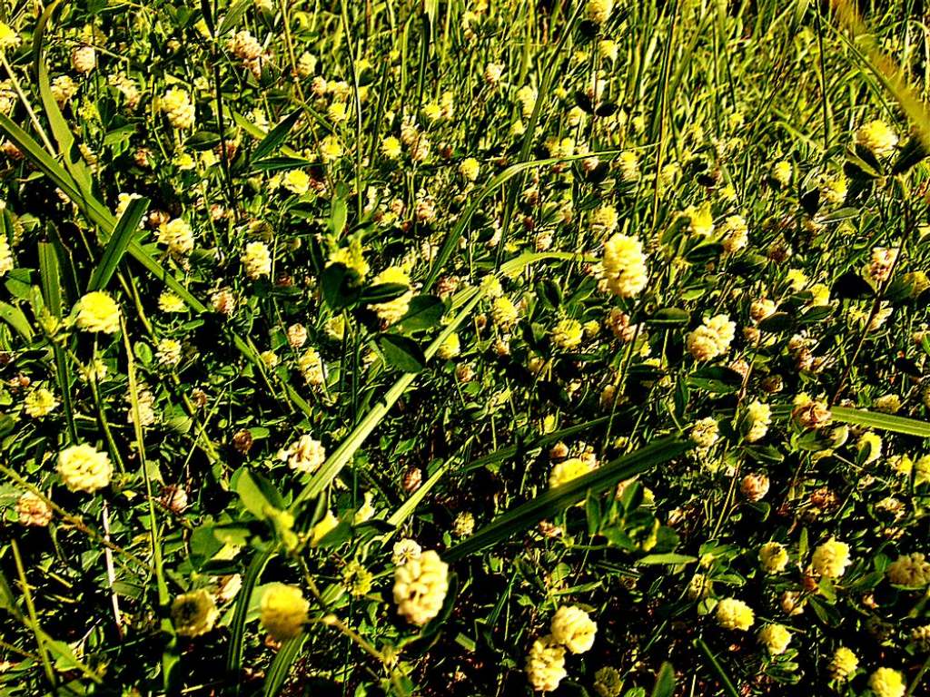 Trifolium campestre