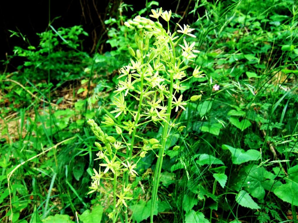 Loncomelos pyrenaicus (Asparagaceae)