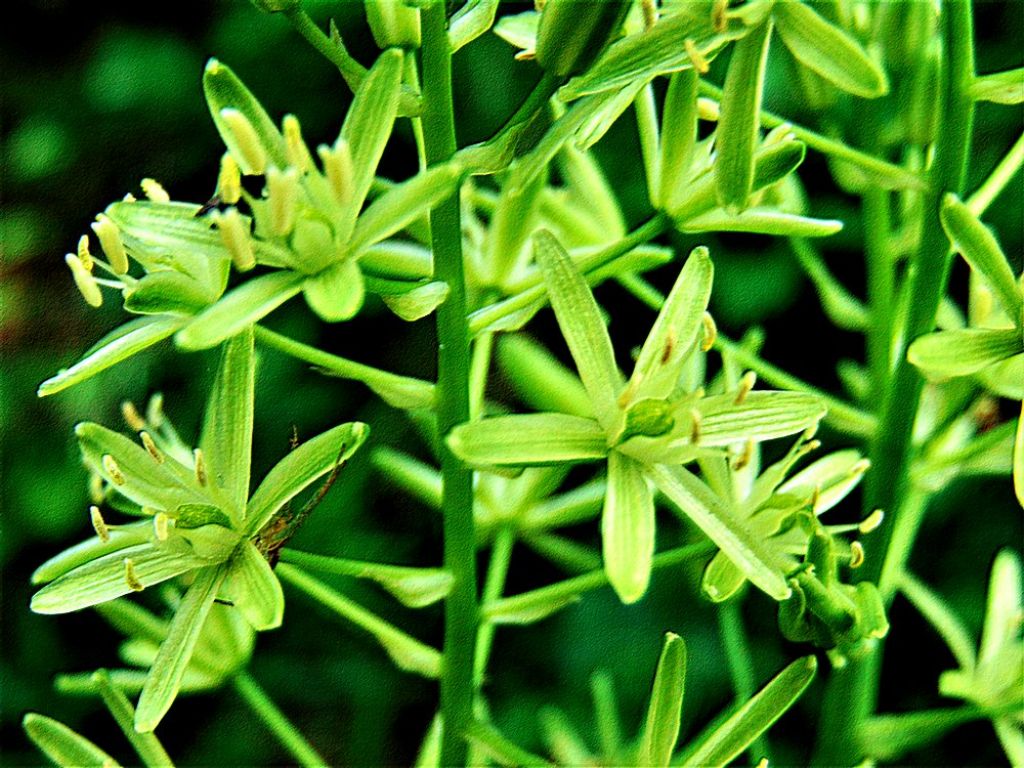 Loncomelos pyrenaicus (Asparagaceae)