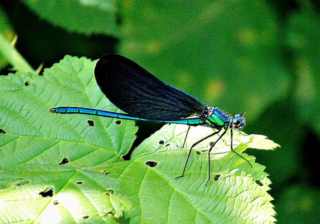 insetto1 - Calopteryx virgo maschio