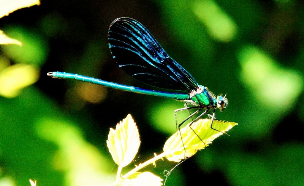 insetto1 - Calopteryx virgo maschio