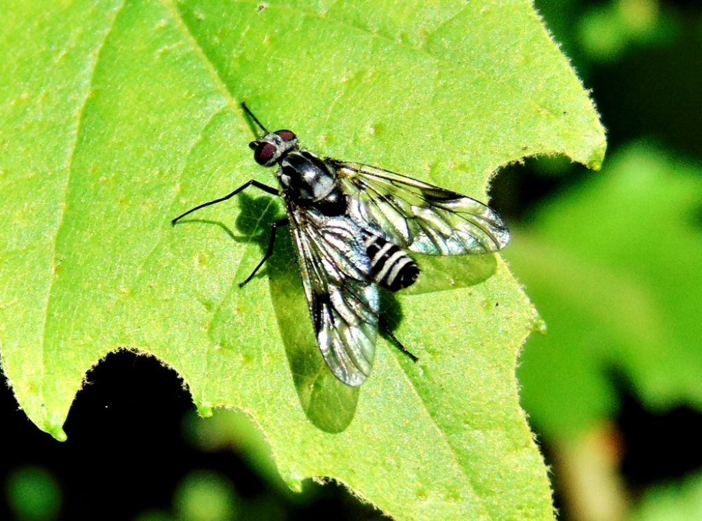 Athericidae:   Ibisia marginata, femmina