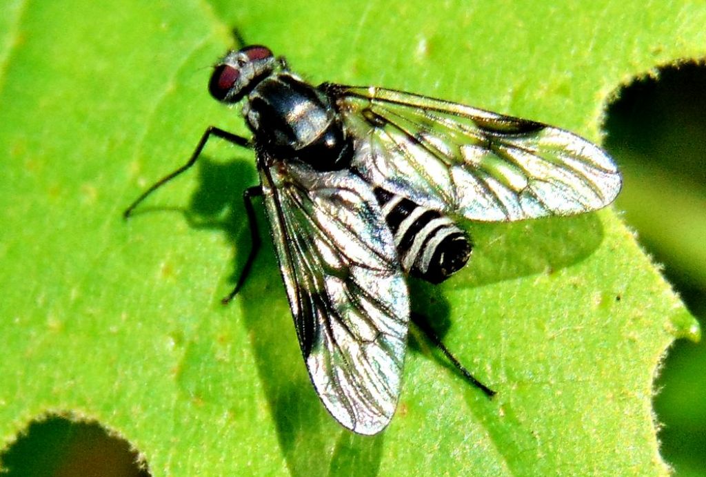 Athericidae:   Ibisia marginata, femmina