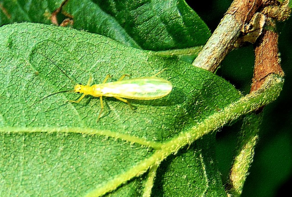 da id - Siphonoperla sp. (Chloroperlidae)