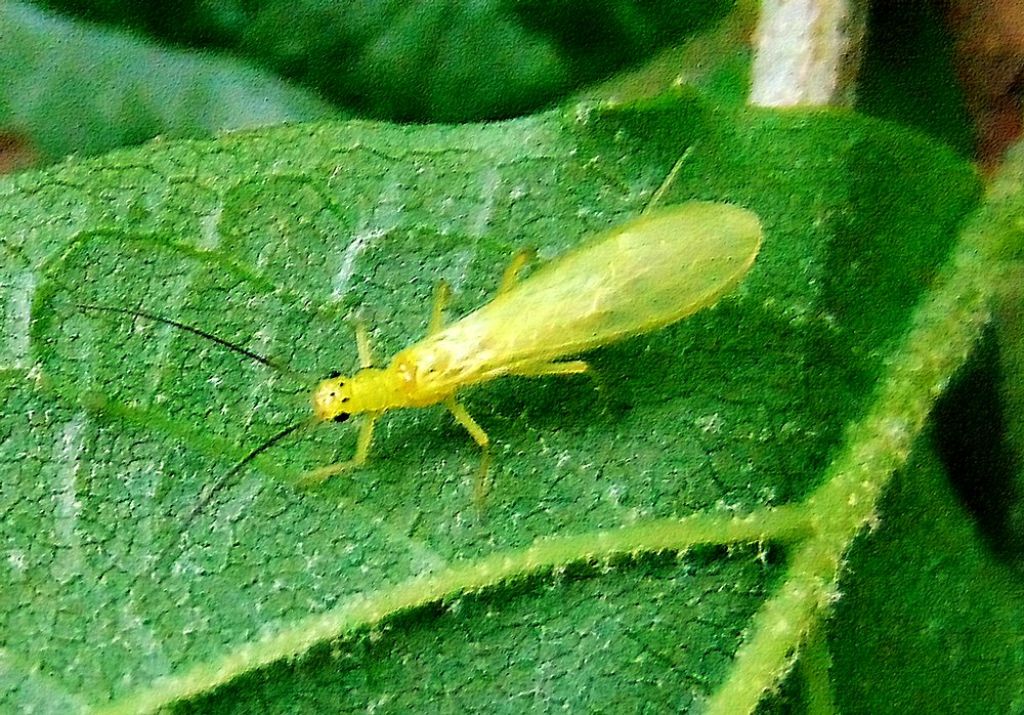 da id - Siphonoperla sp. (Chloroperlidae)