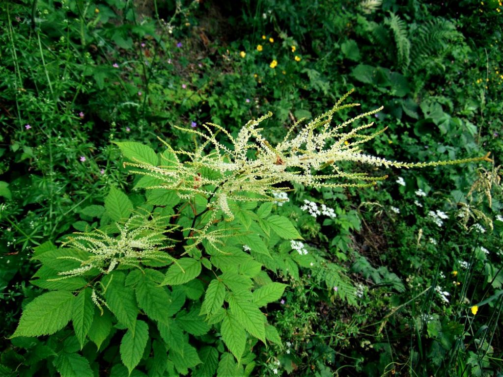 Aruncus dioicus (Rosaceae)