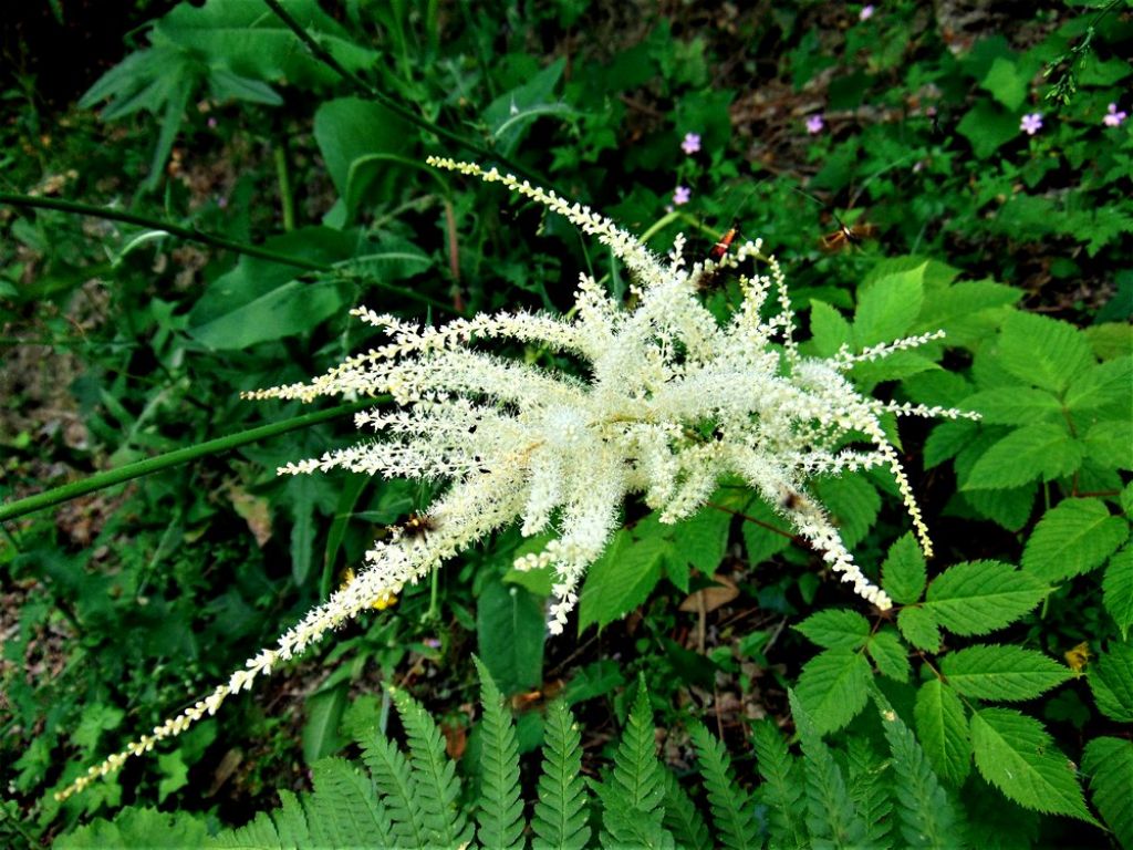 Aruncus dioicus (Rosaceae)