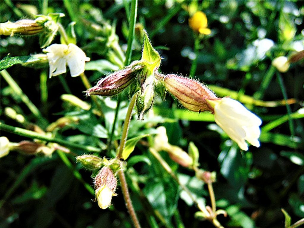 Silene latifolia  (Caryophyllaceae)