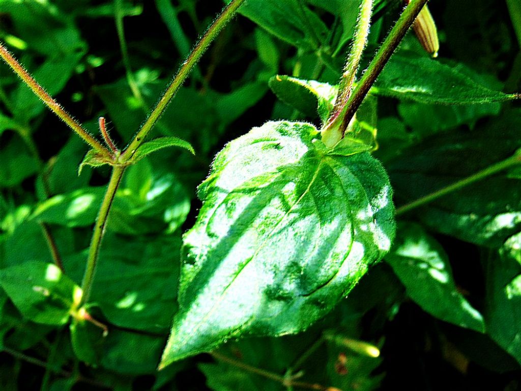 Silene latifolia  (Caryophyllaceae)
