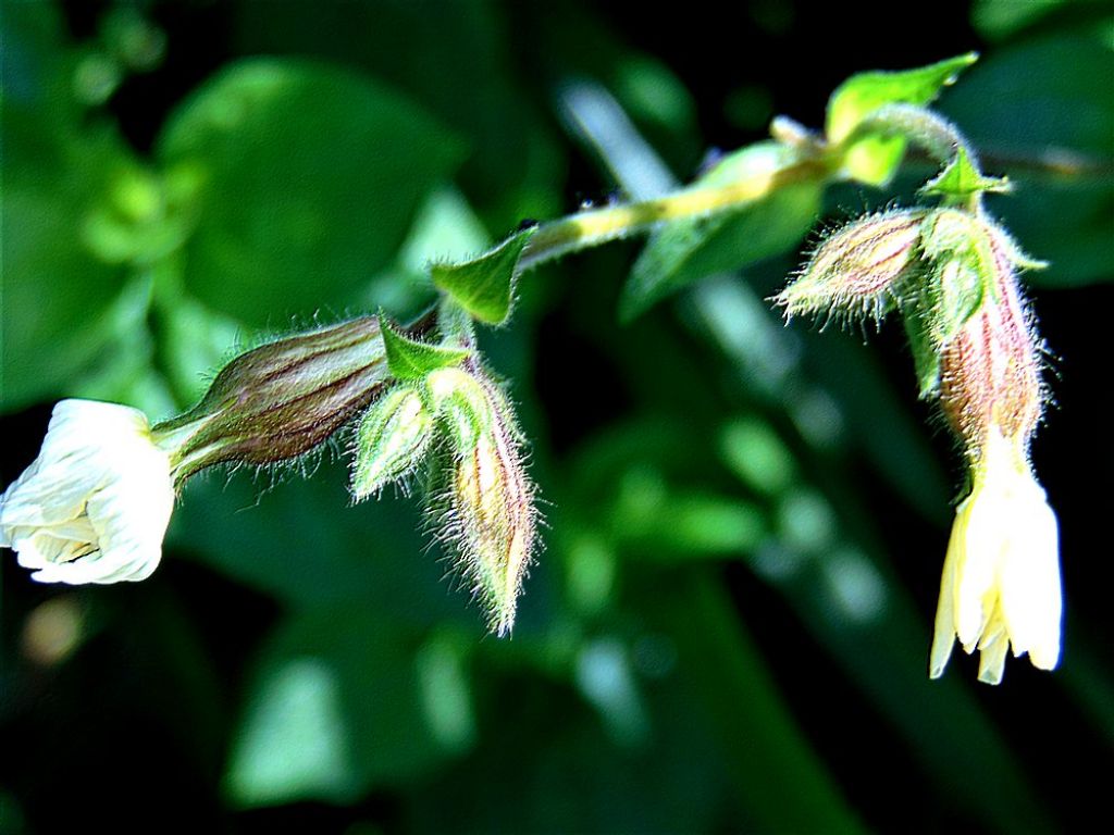 Silene latifolia  (Caryophyllaceae)