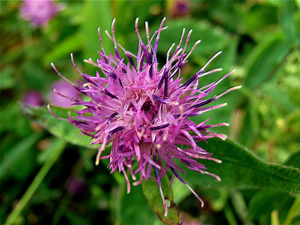 Asteraceae:  Centaurea nigrescens  subsp. transalpina (cfr.)