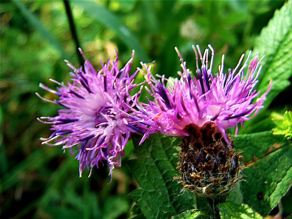 Asteraceae:  Centaurea nigrescens  subsp. transalpina (cfr.)