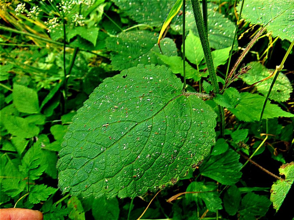 Stachys sylvatica  (Lamiaceae)