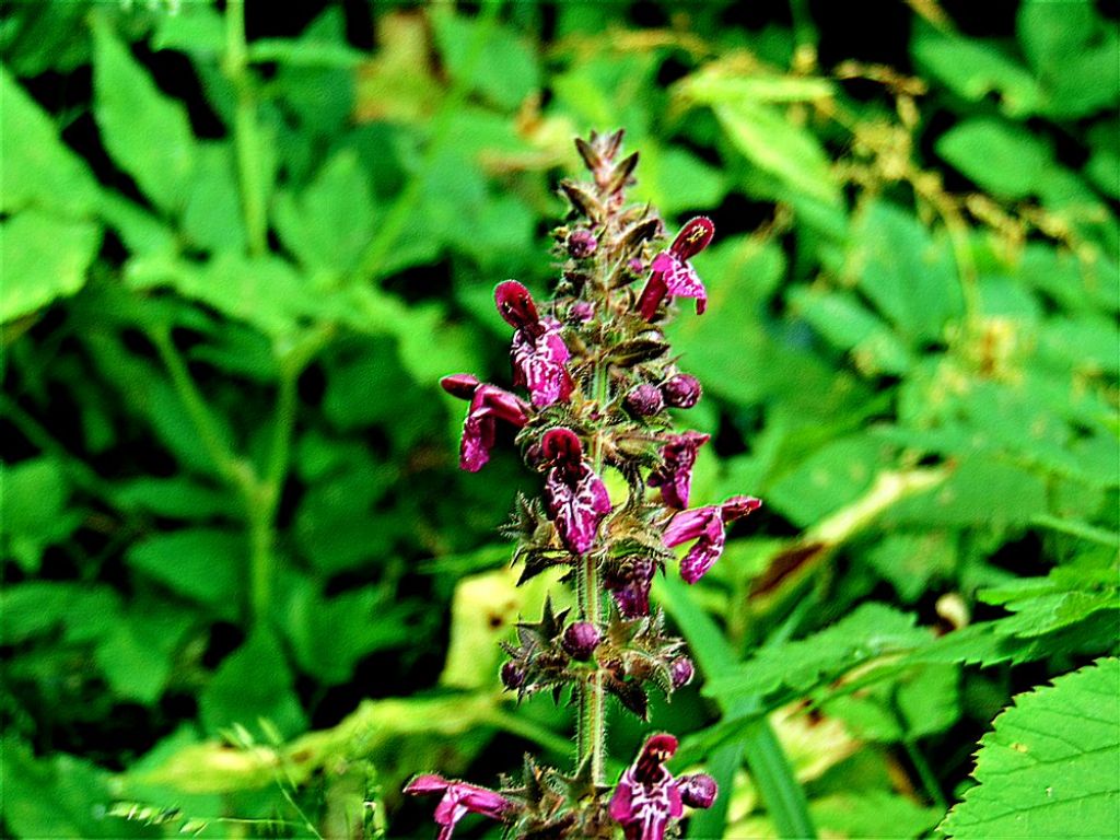 Stachys sylvatica  (Lamiaceae)