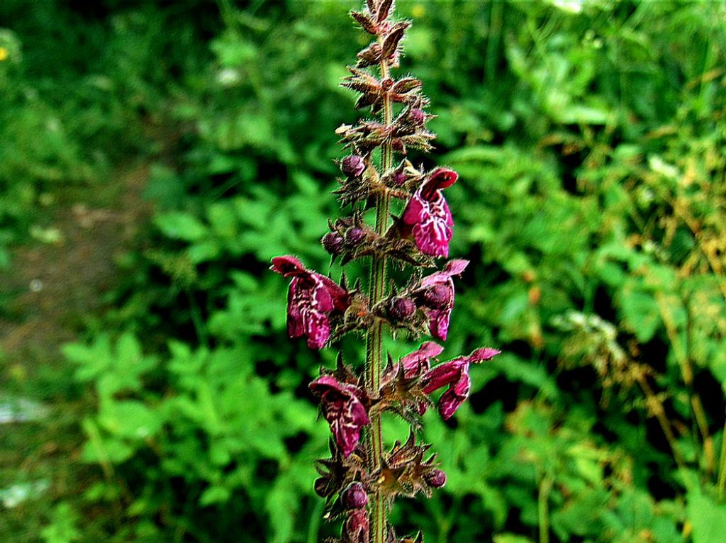 Stachys sylvatica  (Lamiaceae)