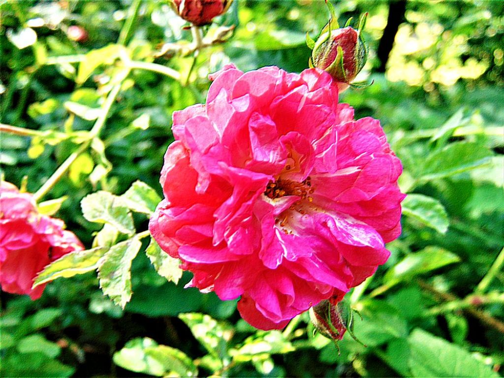 Rosa sp. (prob. specie coltivata sfuggita da qualche giardino)