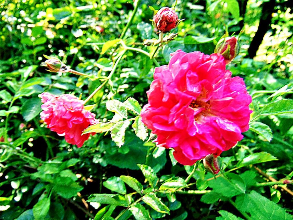 Rosa sp. (prob. specie coltivata sfuggita da qualche giardino)