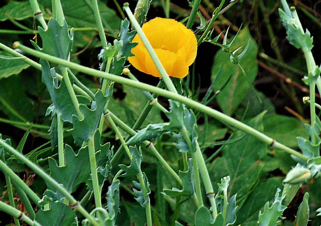 Glaucium flavum  (Papaveraceae)