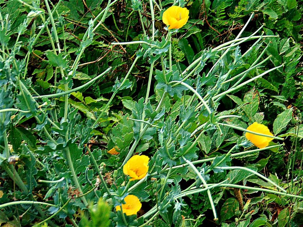 Glaucium flavum  (Papaveraceae)