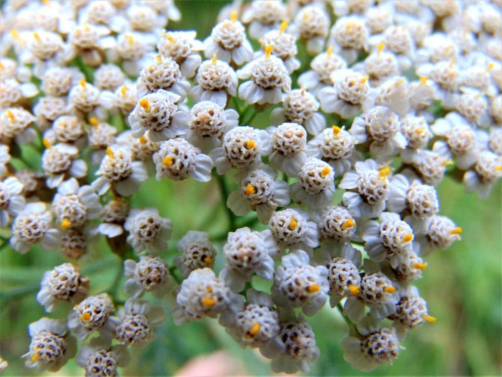 Achillea sp.