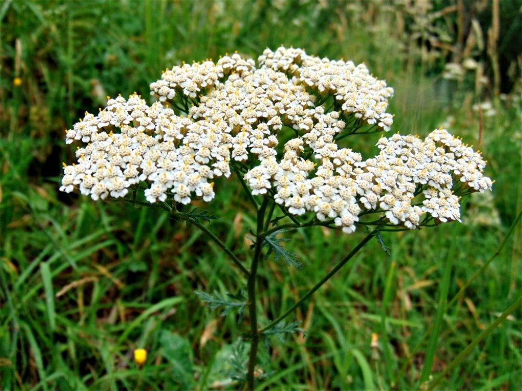 Achillea sp.